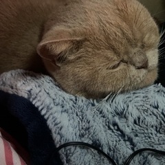 エキゾチックショートヘア　６歳 - 猫