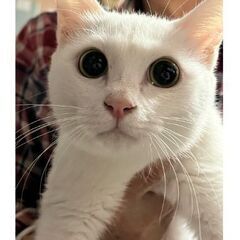 譲渡会1月　白猫ちゃん