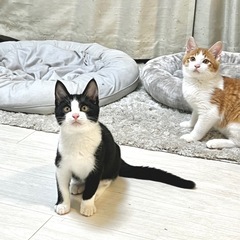 【里親募集中】 おにぎり君 - 猫