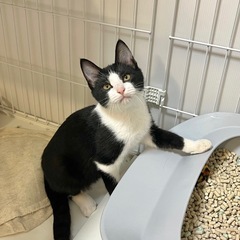 【里親募集中】 おにぎり君 − 大阪府