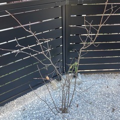植物ジューンベリー　とヤマボウシセット引き取りの方　キャンセル入りました！　の画像