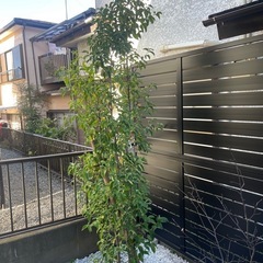 植物ジューンベリー　とヤマボウシセット引き取りの方　キャンセル入...