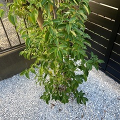 植物ジューンベリー　とヤマボウシセット引き取りの方　キャンセル入りました！　の画像