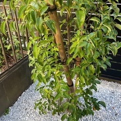 植物ジューンベリー　とヤマボウシセット引き取りの方　キャンセル入りました！　の画像