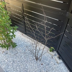 植物ジューンベリー　とヤマボウシセット引き取りの方　キャンセル入りました！　の画像