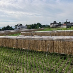令和6年度　新米(ヒノヒカリ)　天日干し