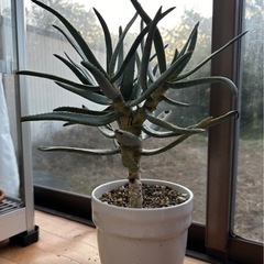 ディコトマ　アロエ