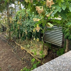 畑の土🥬（北谷)