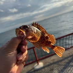 釣りに行こう🐟