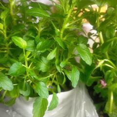 ※お話中【急募!!本日12/2】植物(小さなポット×6)の画像