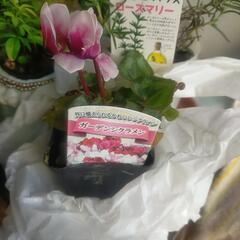 ※お話中【急募!!本日12/2】植物(小さなポット×6)の画像