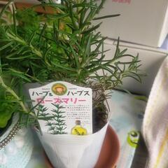 ※お話中【急募!!本日12/2】植物(小さなポット×6)の画像