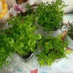 ※お話中【急募!!本日12/2】植物(小さなポット×6)