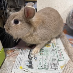 急募！！ライオンドワーフミックスウサギ