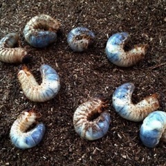 カブトムシ幼虫