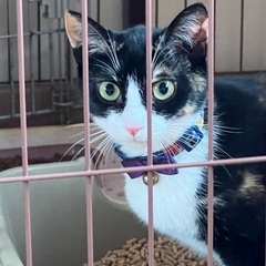 子猫の時に保護できず１歳で保護できました【お家が決まりました】
