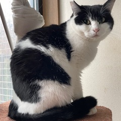 過酷な外で子育て頑張ってきた母猫ナナちゃん - 猫
