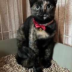 子猫の時に保護できず今年保護できました