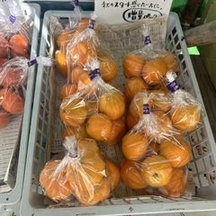 【果物おまとめセット】本庄産　果物　無農薬　販売　まとめ売り　セットの画像