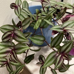 【観葉植物】一時中止/　シマムラサキツユクサ・オリヅルラン