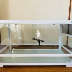 レプティワイルドの中古が安い！激安で譲ります・無料であげます
