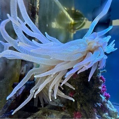 ウチウラタコアシサンゴ　ピンクの画像