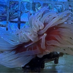 ウチウラタコアシサンゴ　ピンクの画像