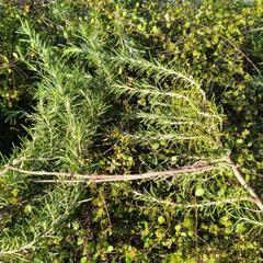 ローズマリー・ワイヤープランツ(剪定済みの枝)の画像