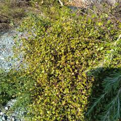 ローズマリー・ワイヤープランツ(剪定済みの枝)の画像