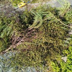 ローズマリー・ワイヤープランツ(剪定済みの枝)