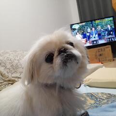 ペキニーズ　成犬