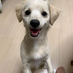 【一時募集停止】里親さん募集　ミックス1歳2ヶ月男の子　