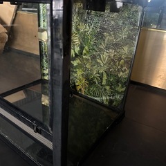  爬虫類 ケージの画像