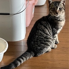 生後4ヶ月　過酷な現場で頑張ったメイちゃん