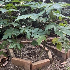 パパイヤの苗(50cm程度)