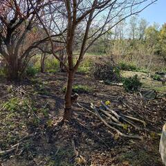 桜の伐採枝