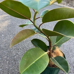 ロブスターゴムの木の画像