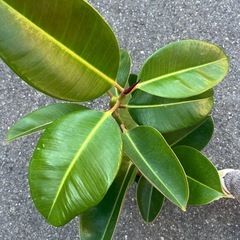 ロブスターゴムの木の画像