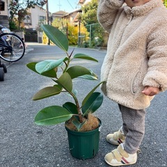 ロブスターゴムの木の画像
