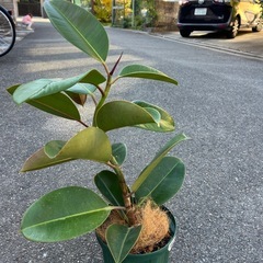 ロブスターゴムの木の画像