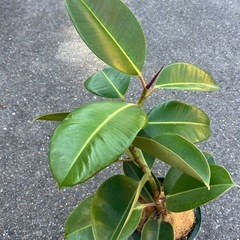 ロブスターゴムの木の画像