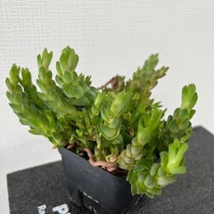 ハオルチア　ウンブラティコラ？