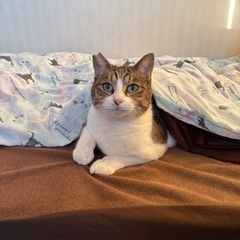 3歳　困り顔　男子
