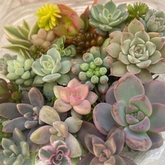 【決まりました】多肉植物カット詰め合わせ　たくさん