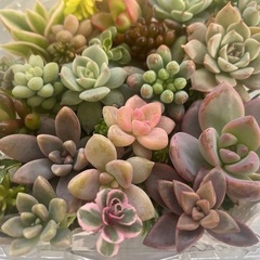 【決まりました】多肉植物カット詰め合わせ　たくさんの画像