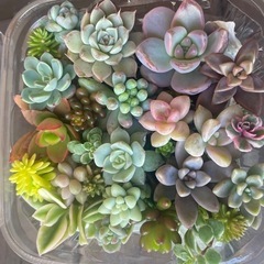 【決まりました】多肉植物カット詰め合わせ　たくさんの画像