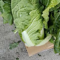 残り10個　白菜1個120円でどうでしょう?農家が作って食べてい...