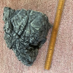 爬虫類　両生類シェルター
の画像
