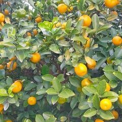 福寿金柑　きんかんです。10個100円です。②　無農薬の画像