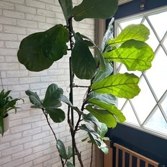 カシワバゴム　観葉植物　大型　配送要相談